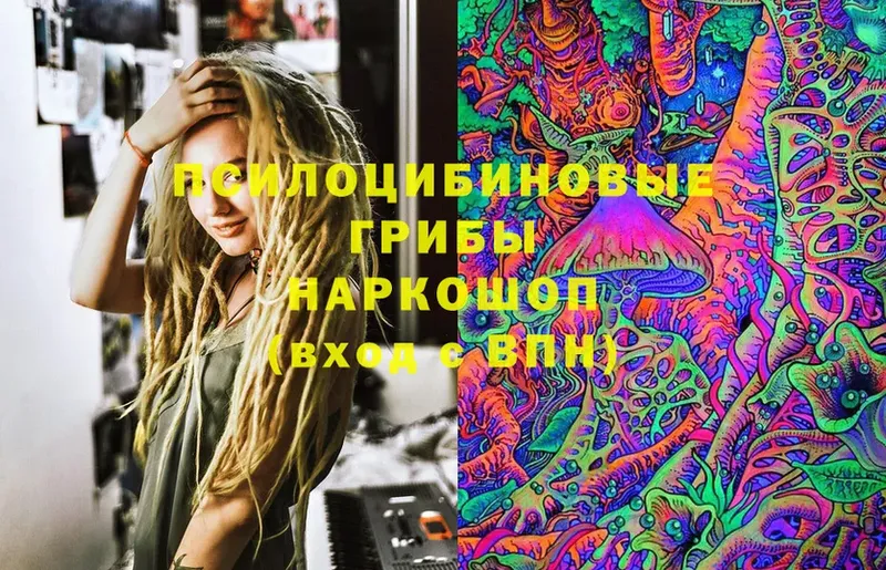 Псилоцибиновые грибы Cubensis  Мурино 